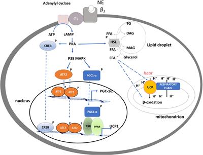 Effect of Iodothyronines on Thermogenesis: Focus on Brown Adipose Tissue